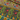 CFCK04
